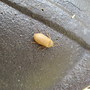 Bug