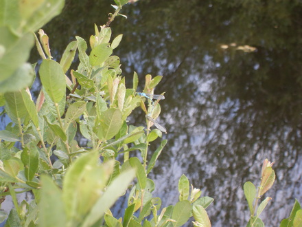 dragonflies
