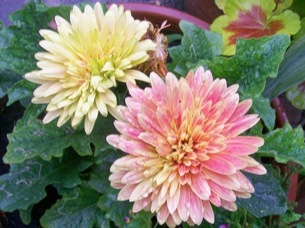 A garden flower photo (gerbera)