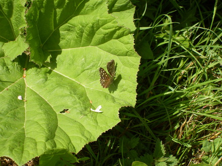 butterflies