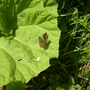 Buterflies
