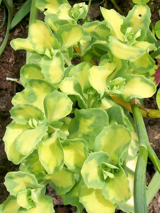A garden flower photo (Sedum)