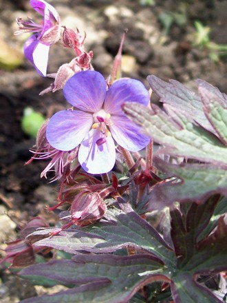 A garden flower photo (Geranium pratense (Meadow cranesbill))