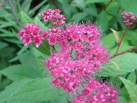 Spiraea Flower (Spiraea japonica)