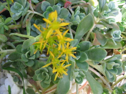 Sedum Cape Bianco (Sedum)