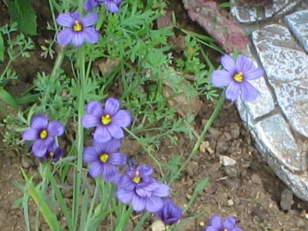 Blue Eyed Grass (Sisyrinchium atlanticum)