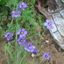 Sisyrinchium atlanticum