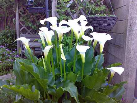 Lillies