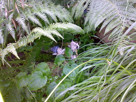Fairies