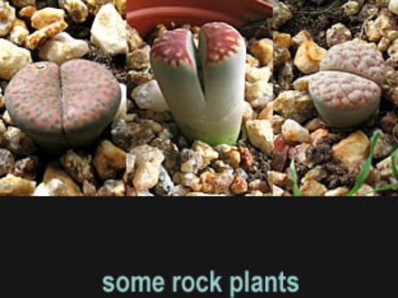 rock-plants