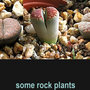 Rockplants