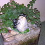 Ants