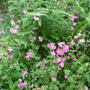campion in pembrokeshire