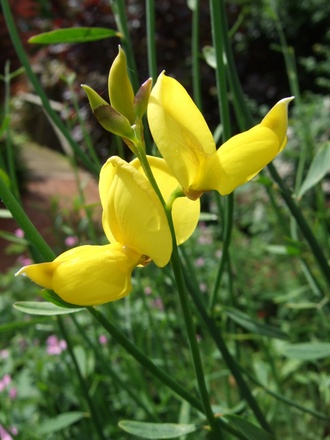 Spartium junceum (Spartium junceum)