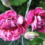 Dianthus__london_delight__2