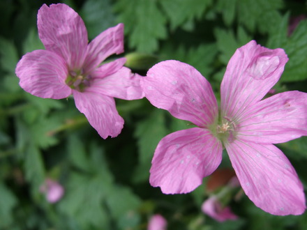 Pink Geraniums (Geranium x oxonianum (Hardy geranium))