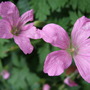 Geranium_x_oxonianum