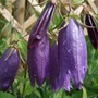 Campanula__kentish_belle_