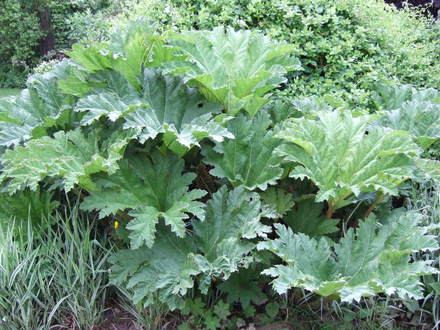 Gunnera manicata (Gunnera manicata)