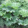 Gunnera manicata (Gunnera manicata)