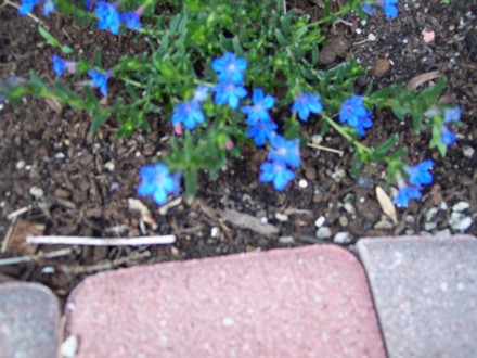 Lithodora (Lithodora diffusa (Lithodora))