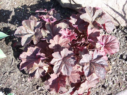 Heuchera (Heuchera x villosa 
