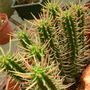 more spikes