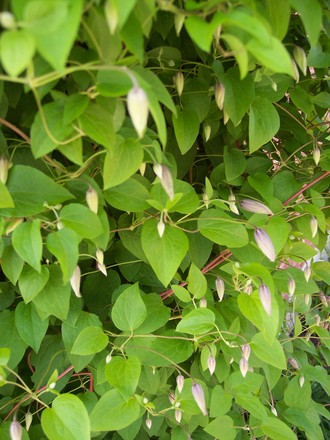 Mystery clematis