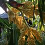 Palm_flower_8_june