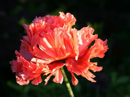 Single poppy 9 June (papaver)