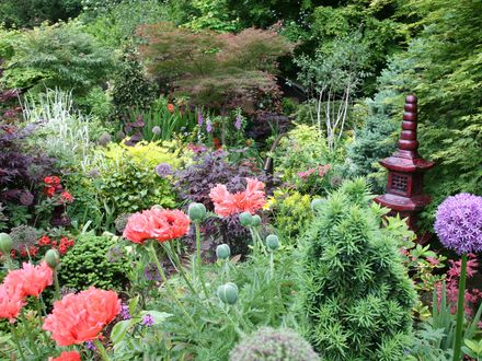 Poppies in lower garden 10 June (papaver)