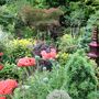 Poppies_in_lower_garden_10_june