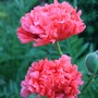 Poppy__2__10_june