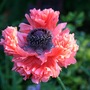 Poppy 10 June (Papaver orientale (Oriental poppy))