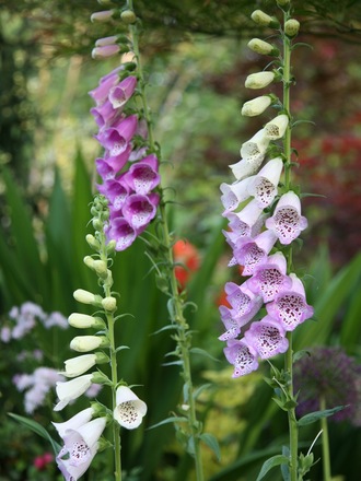 Foxglove (Digitalis purpurea (Common foxglove))