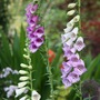 Foxglove_10_june