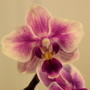 orchid