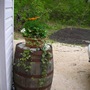 Barrel_planter