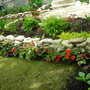 Begonia_bed
