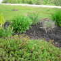 Blue_fescue__calla_lilly__veronica__pink_daisy