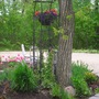 Black_eyed_susan_vine_june_12_08