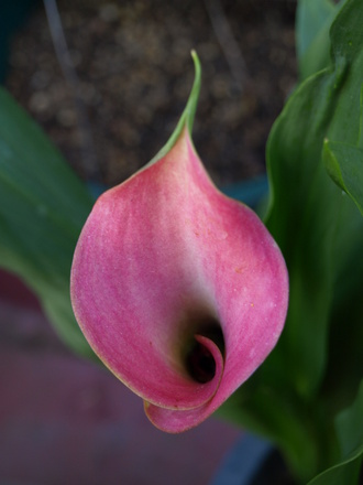 calla lily