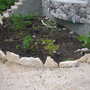 Bow_window_garden