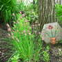 Chives
