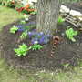 Hosta_tree_june_12