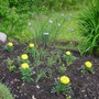 Flax_and_marigolds