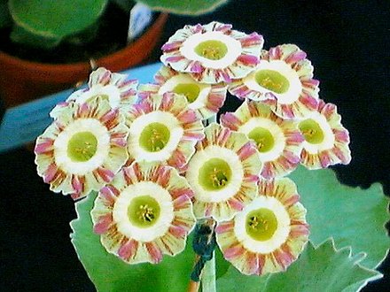 A garden flower photo