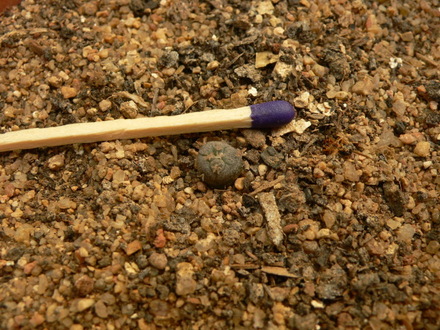 P1000722.jpg