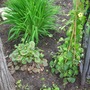 Lily_huchera_thumbelina_vine