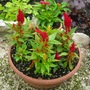 Planter_front